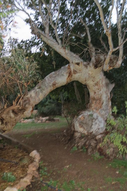 Bentwood Olive Grove Accommodation Greenough Ruang foto