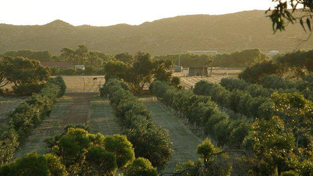 Bentwood Olive Grove Accommodation Greenough Bagian luar foto